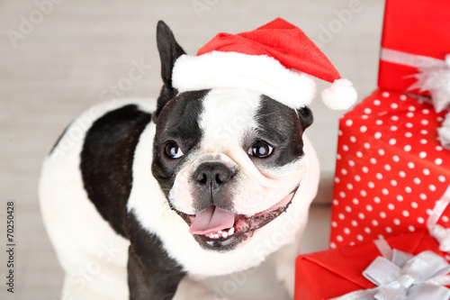 French bulldog with Santa hat and presents on sofa in room © Africa Studio