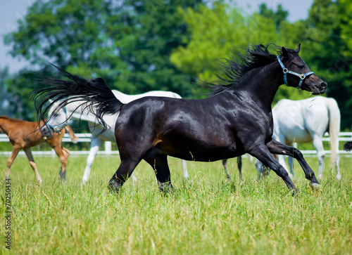 Gallop Black horse