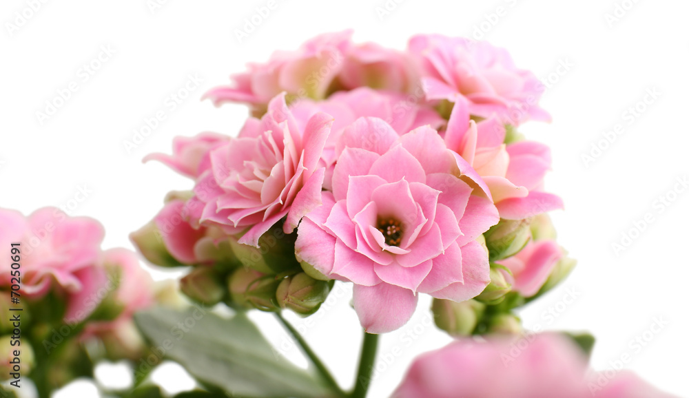 Beautiful pink flowers, close-up Beautiful pink flowers, close-up