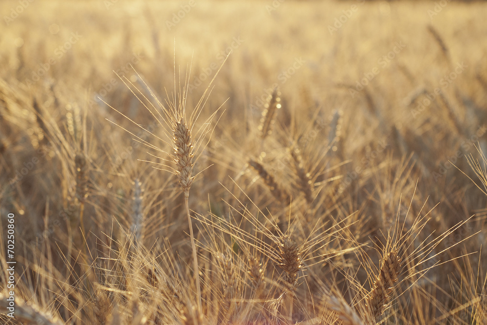 Fototapeta premium Wheat