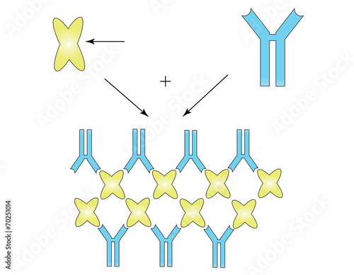  antibody