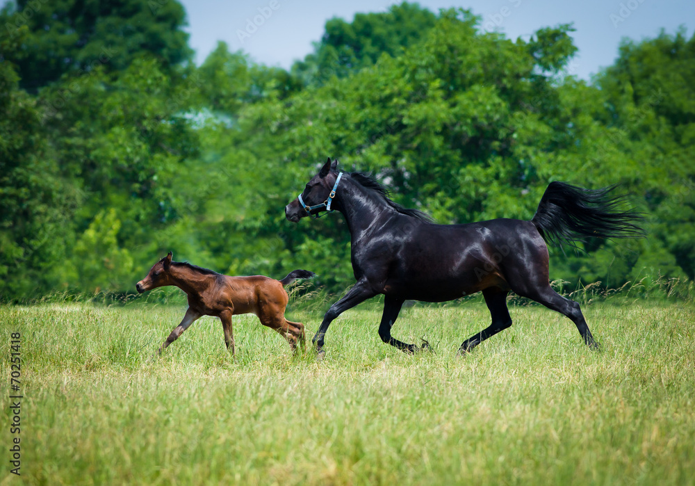 Gallop Arabian horses Gallop Arabian horses