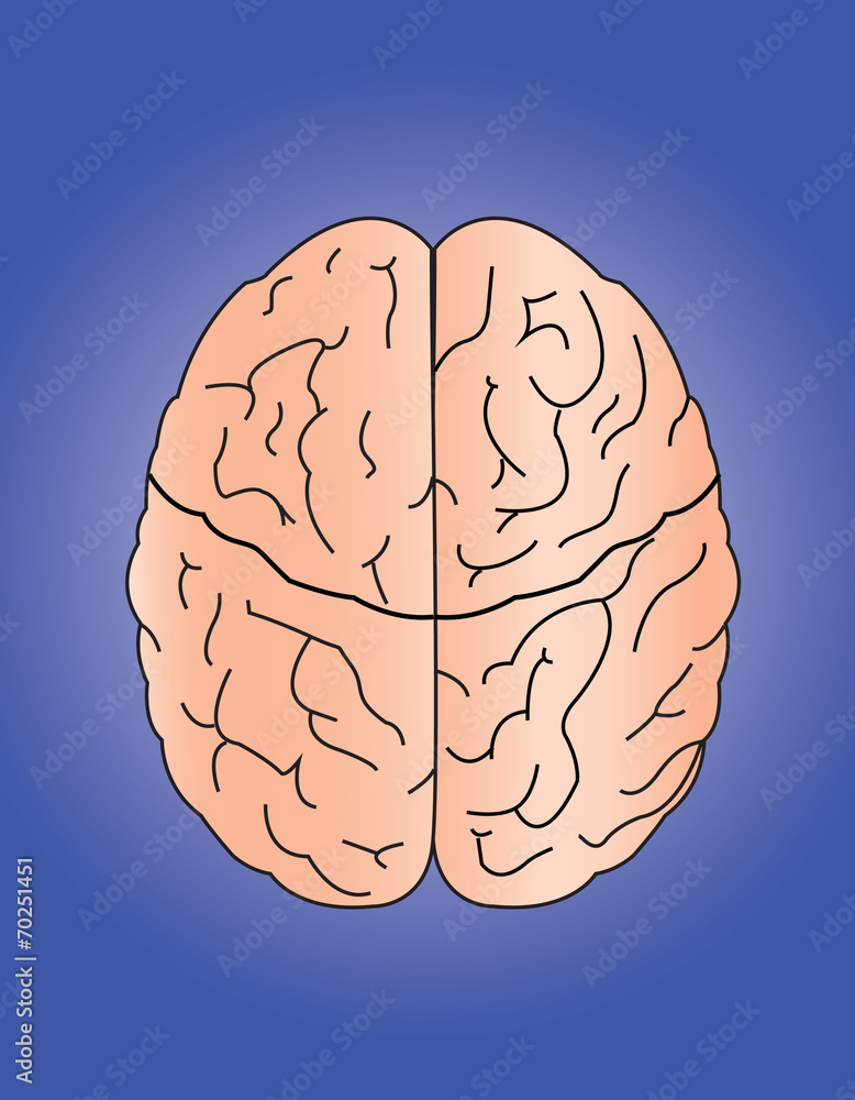 brain brain