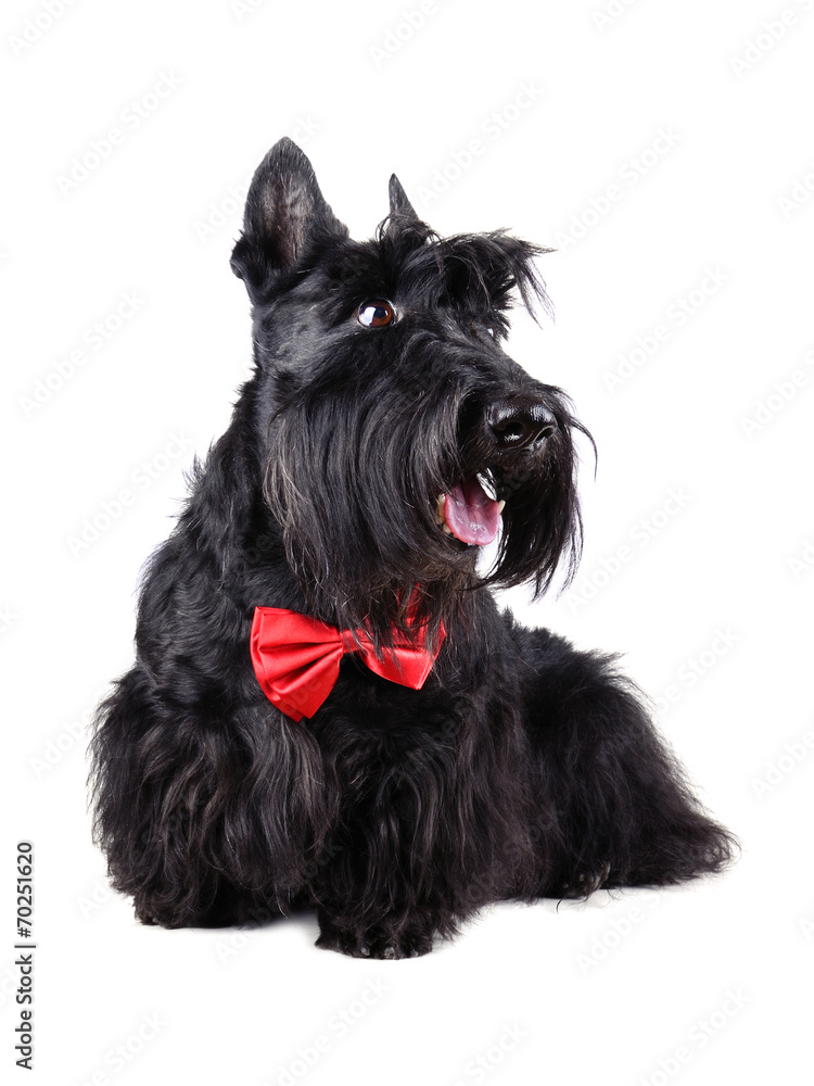 Dog in bow tie