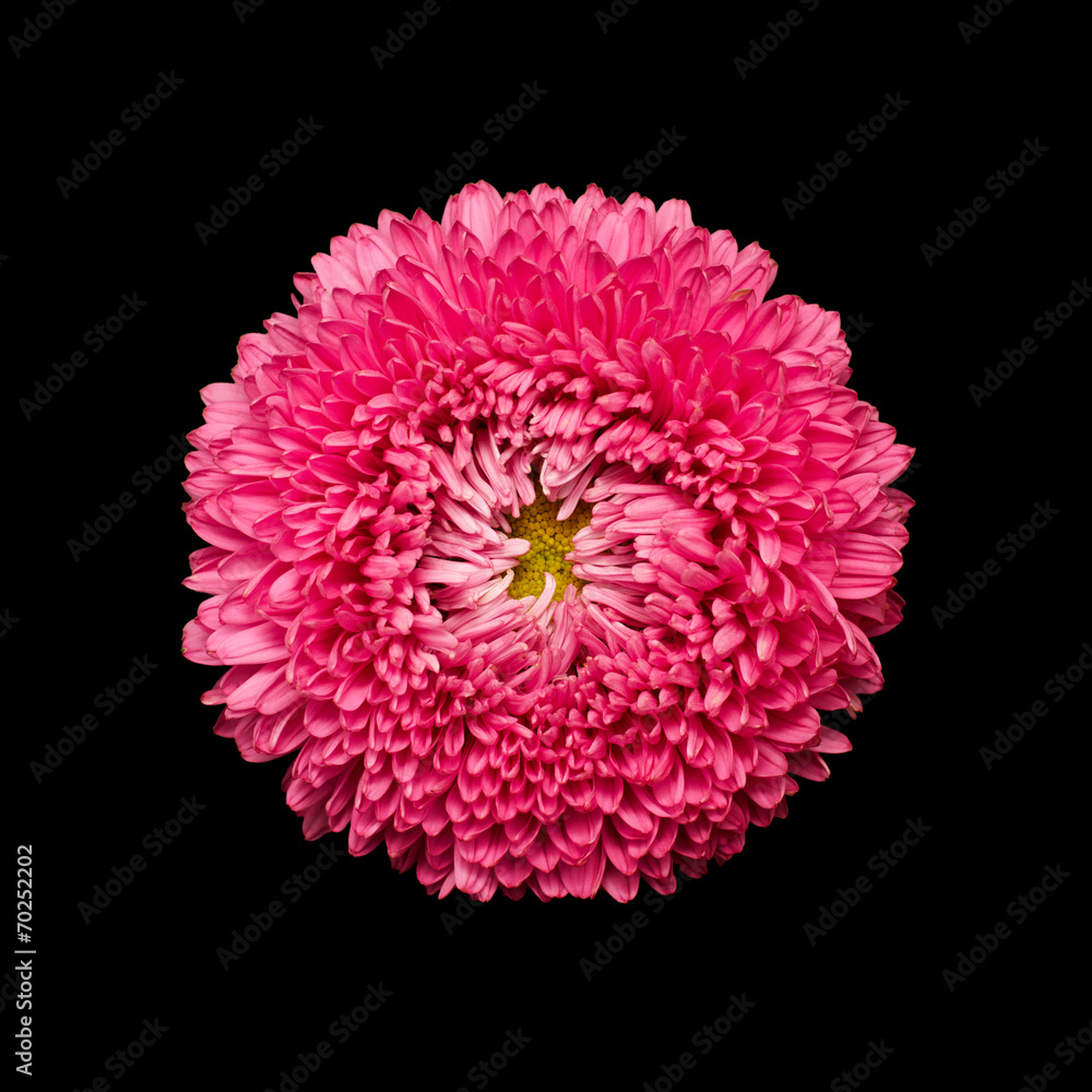 Aster flower head isolated on black Aster flower head isolated on black