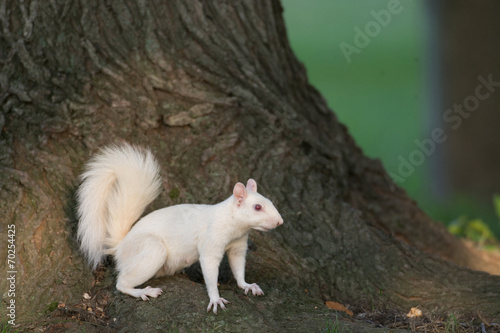 White squirrel in Olney