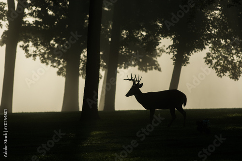 White-tailed deer buck on foggy morning