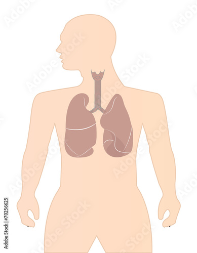 lungs