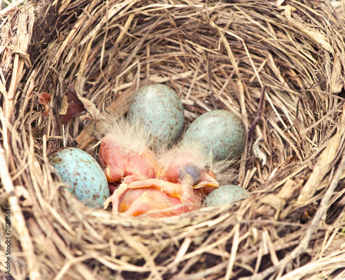 hatching robins