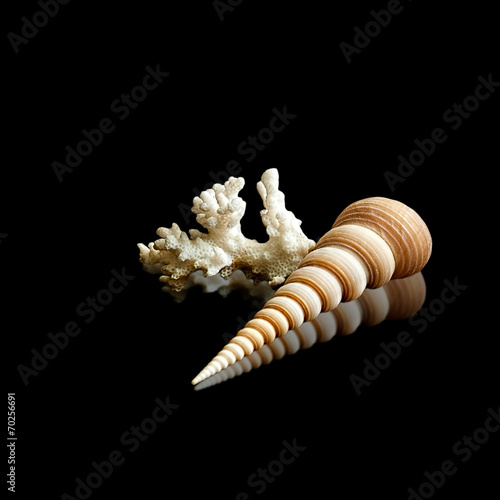 Seashell and white coral composition with reflective surface