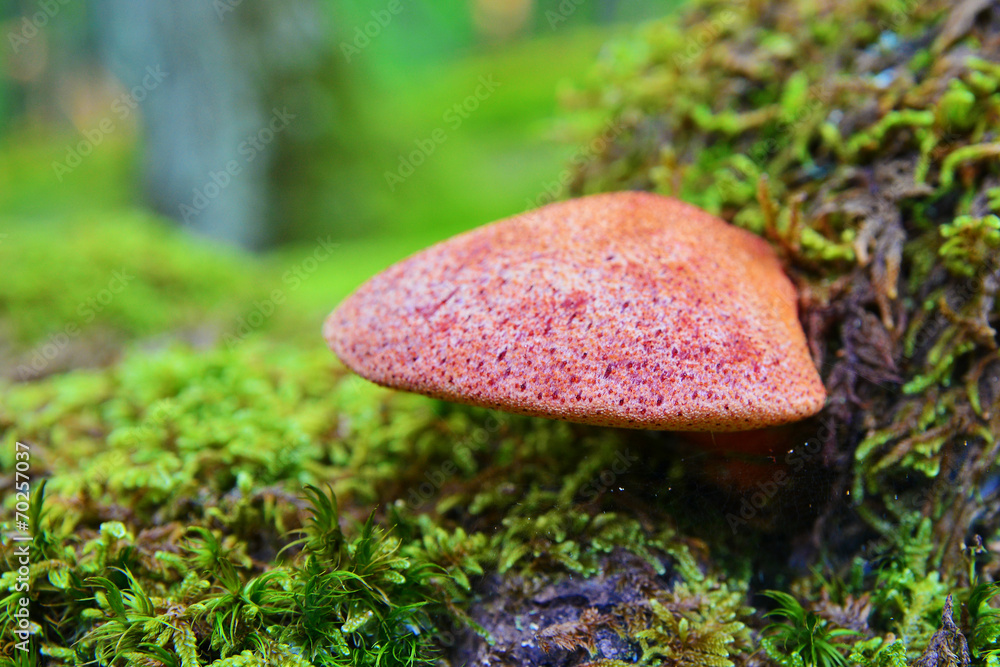 Φωτογραφία fistulina hepatica