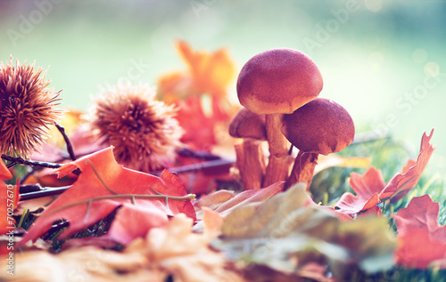 Close Up of Mushrooms Amongst Autumn Foliage