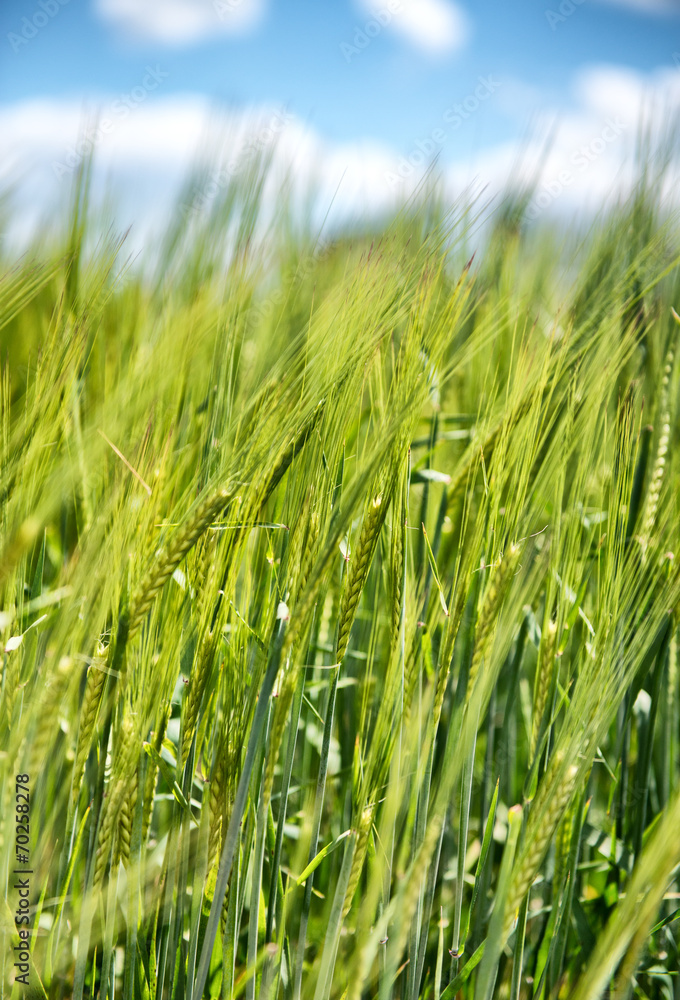 Field of young green wheat or barley