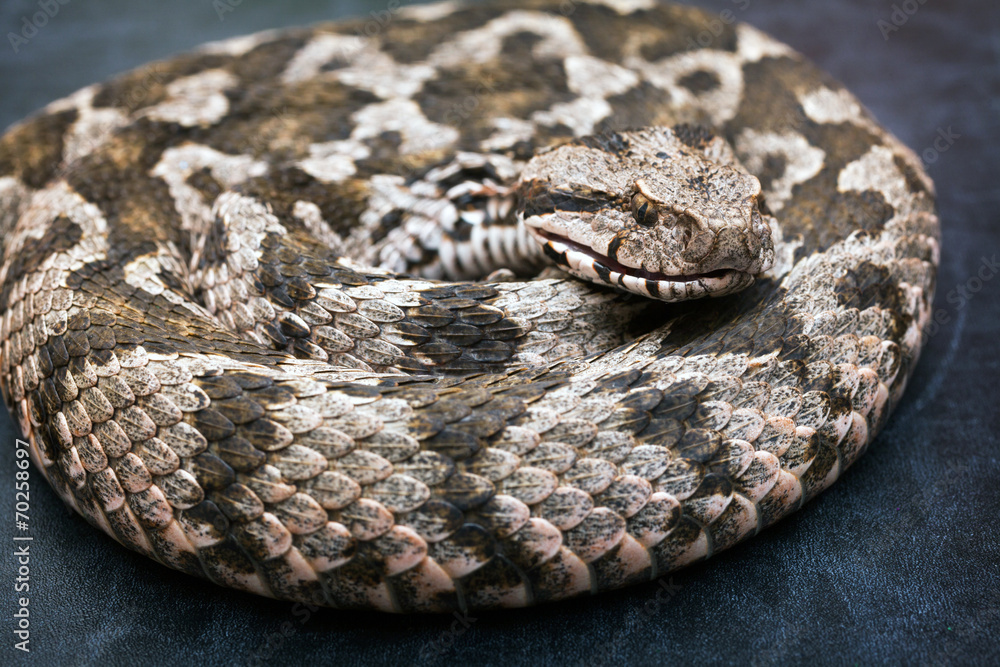 Viper snake Viper snake