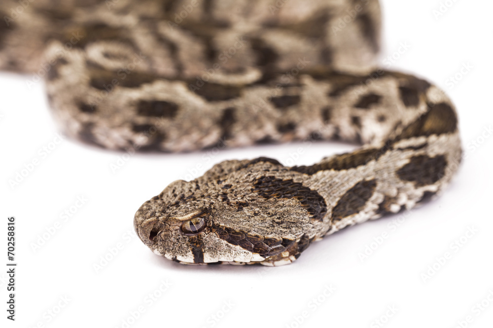 Viper snake Viper snake