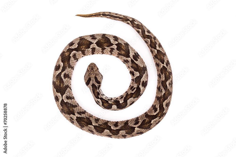 Naklejka premium Viper snake