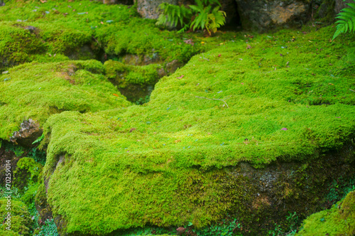 Moss / lichen / Green Nature