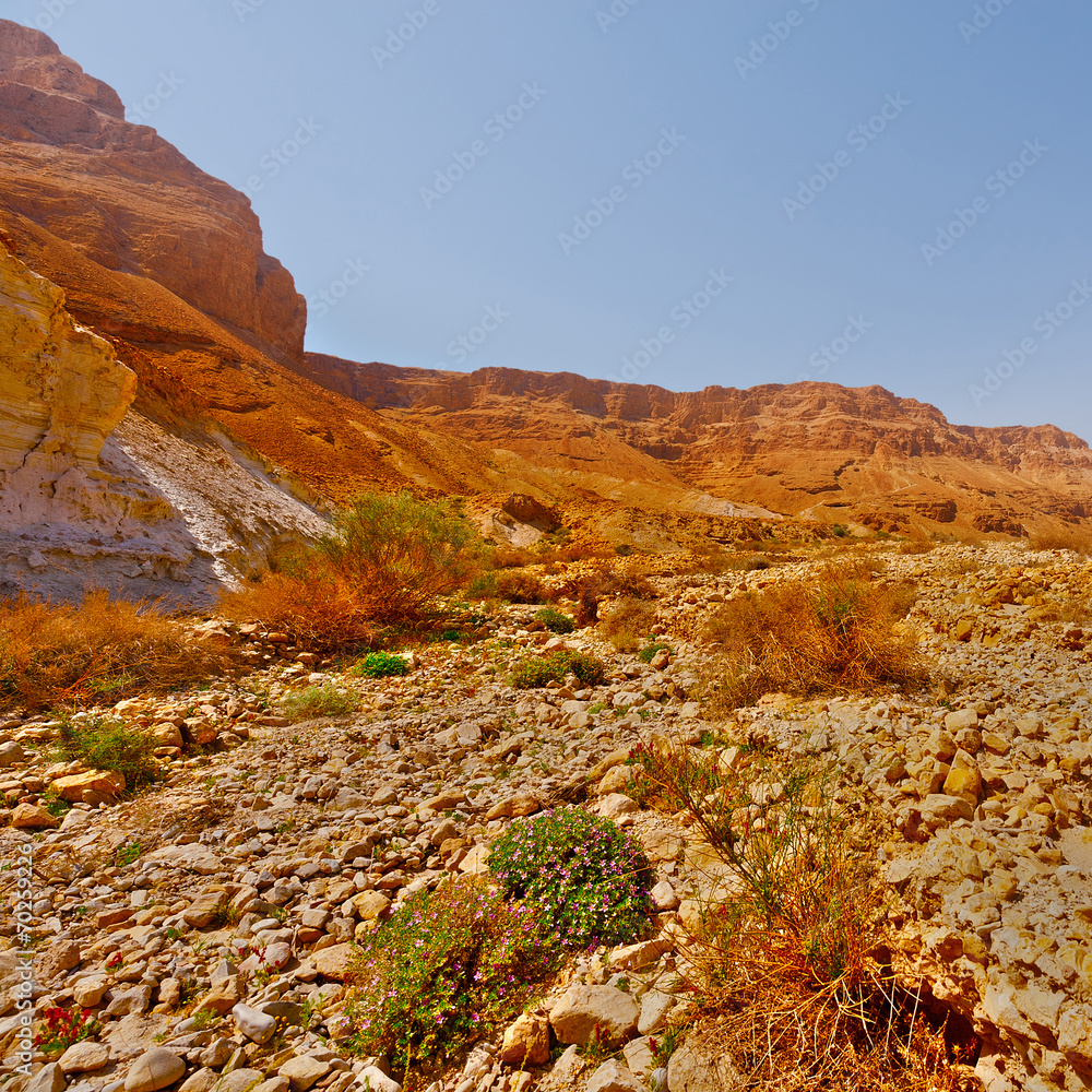 Fototapeta premium Stone Desert