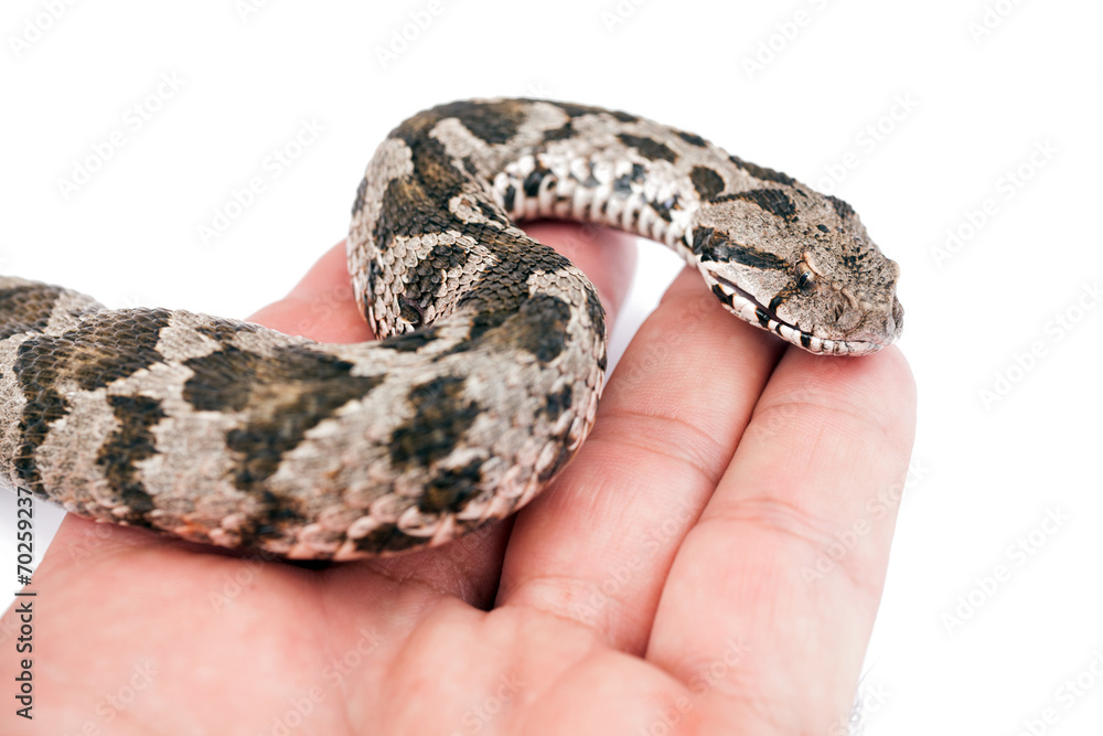 Fototapeta premium Viper snake