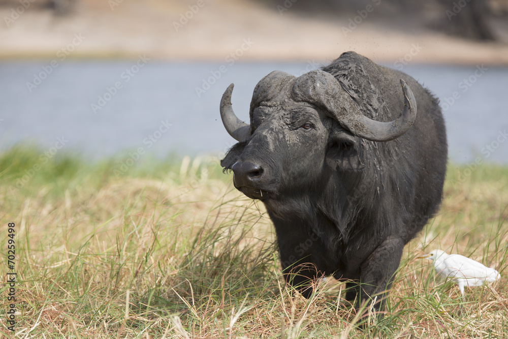 Naklejka premium Portrait of a lone african buffalo bull