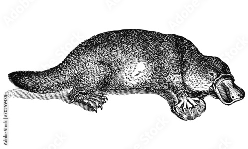 Ornithorynque