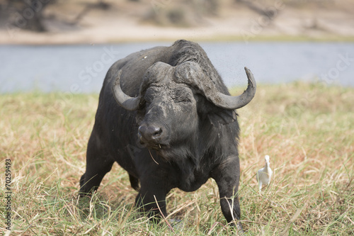 Portrait of a lone african buffalo bull