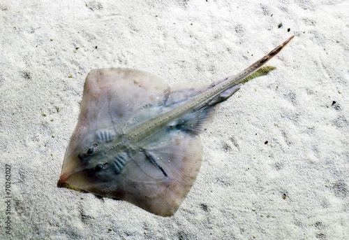 stingray swimming over the sandy sea bottom