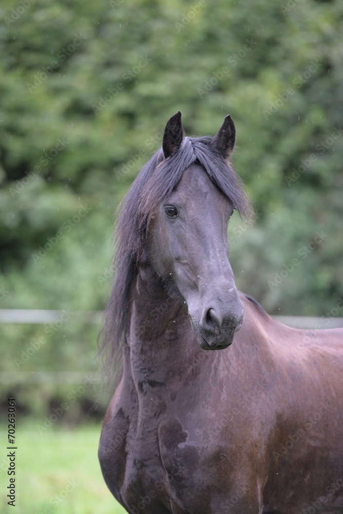 Fototapeta premium Friesenwallach