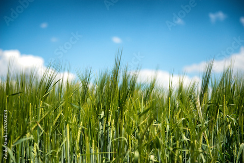 Field of young green wheat or barley