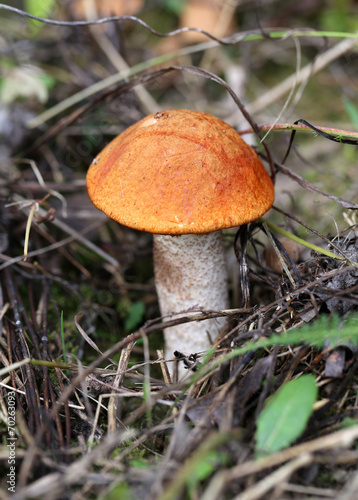 bright orange-cap boletus mushroom