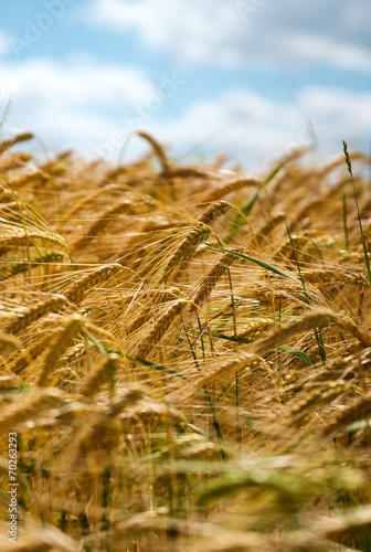 Ripening wheat against a blue sky