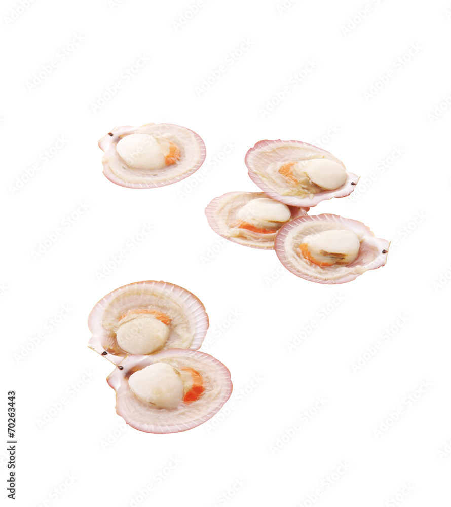 six scallop on white background