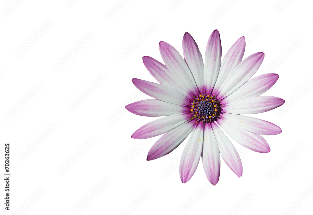 white and pink daisy on white white and pink daisy on white