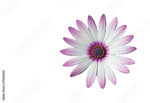 white and pink daisy on white