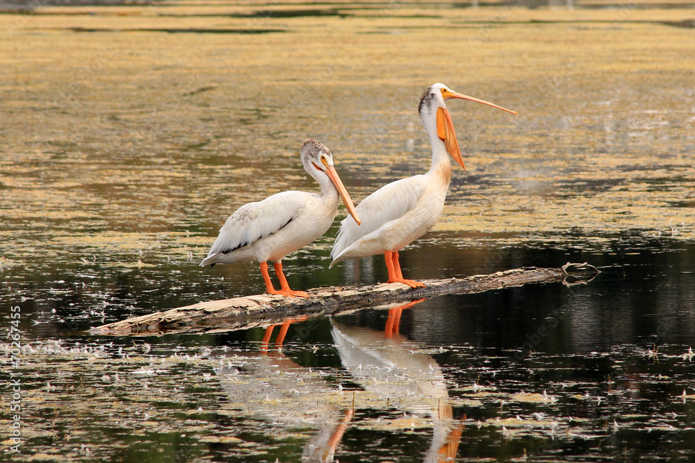 White pelicans standing on a tree trunk in a lake