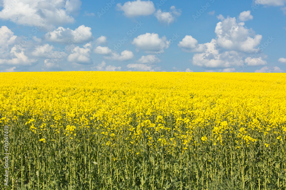 Rapsfeld Rapsfeld
