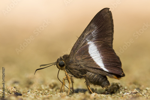Small brown butterfly. photo
