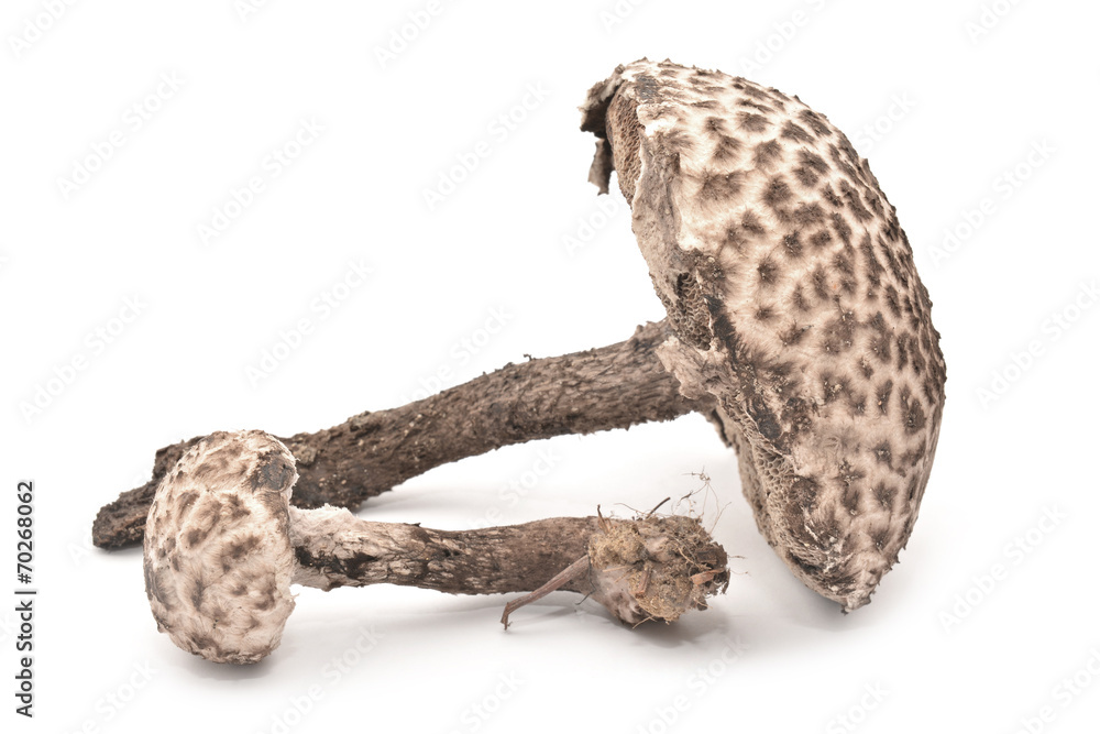 Fototapeta premium strobilomyces strobilaceus