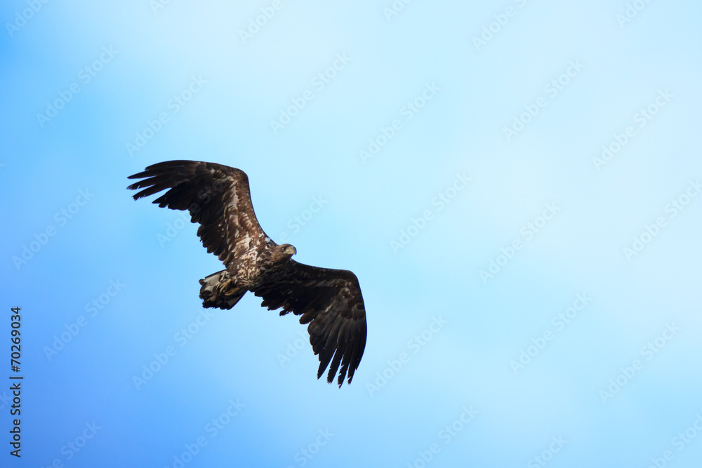 Haliaeetus albicilla, White-tailed Sea-eagle. Haliaeetus albicilla, White-tailed Sea-eagle.