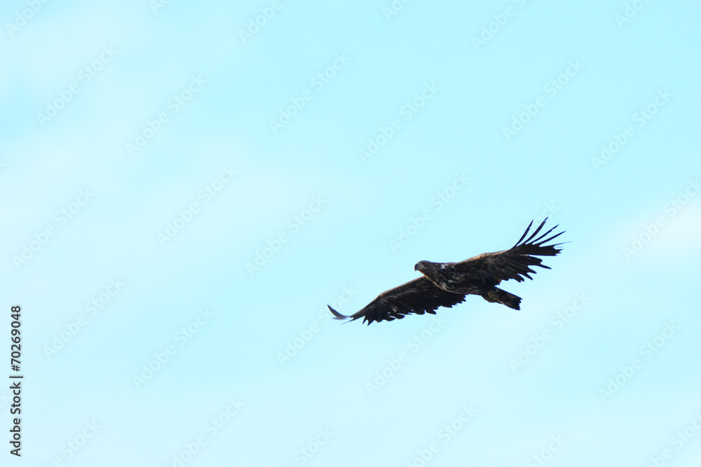 Haliaeetus albicilla, White-tailed Sea-eagle. Haliaeetus albicilla, White-tailed Sea-eagle.