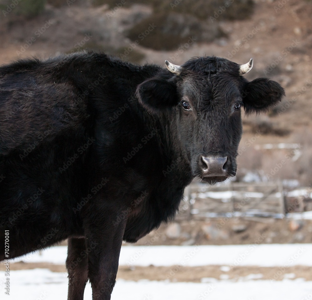 Fototapeta premium Caucasian calf