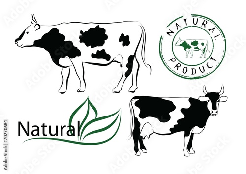 cows in a farm