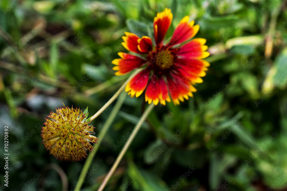 buds of bright wild flowers on background of green grass buds of bright wild flowers on background of green grass