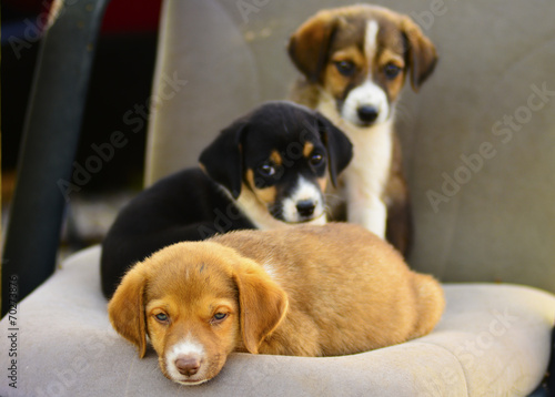 Quadro em tela masum köpek yavruları