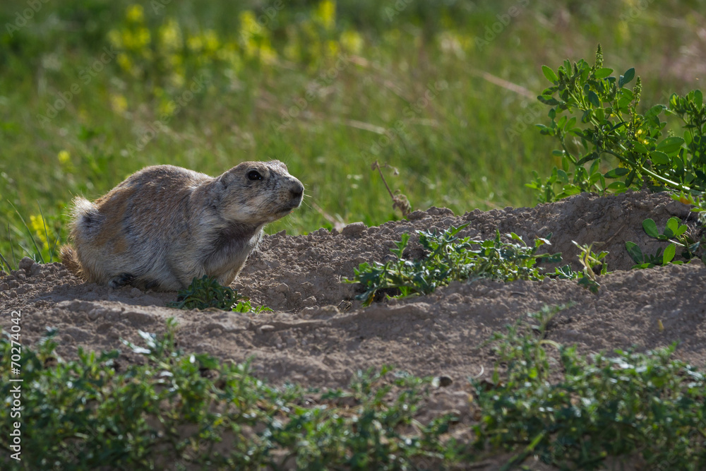 Fototapeta premium black tailed prairie dog