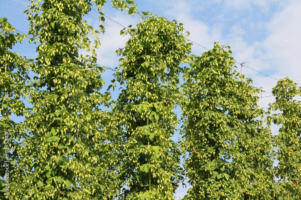 Fototapeta premium Hopfengarten