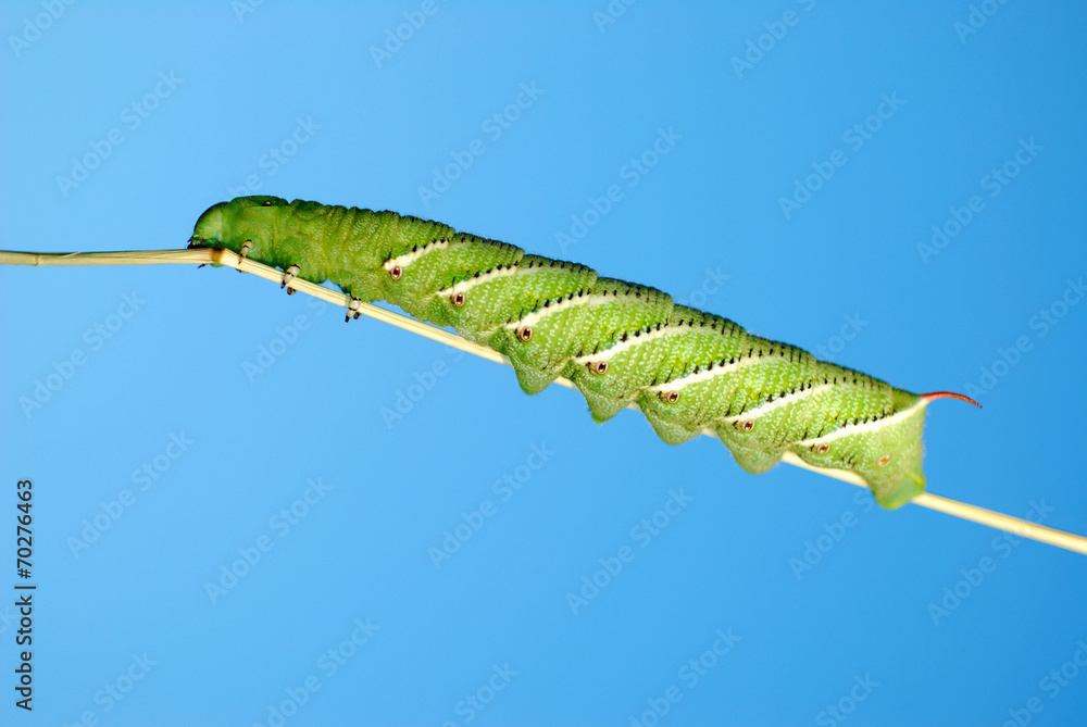Naklejka premium Tomato horn caterpillar.