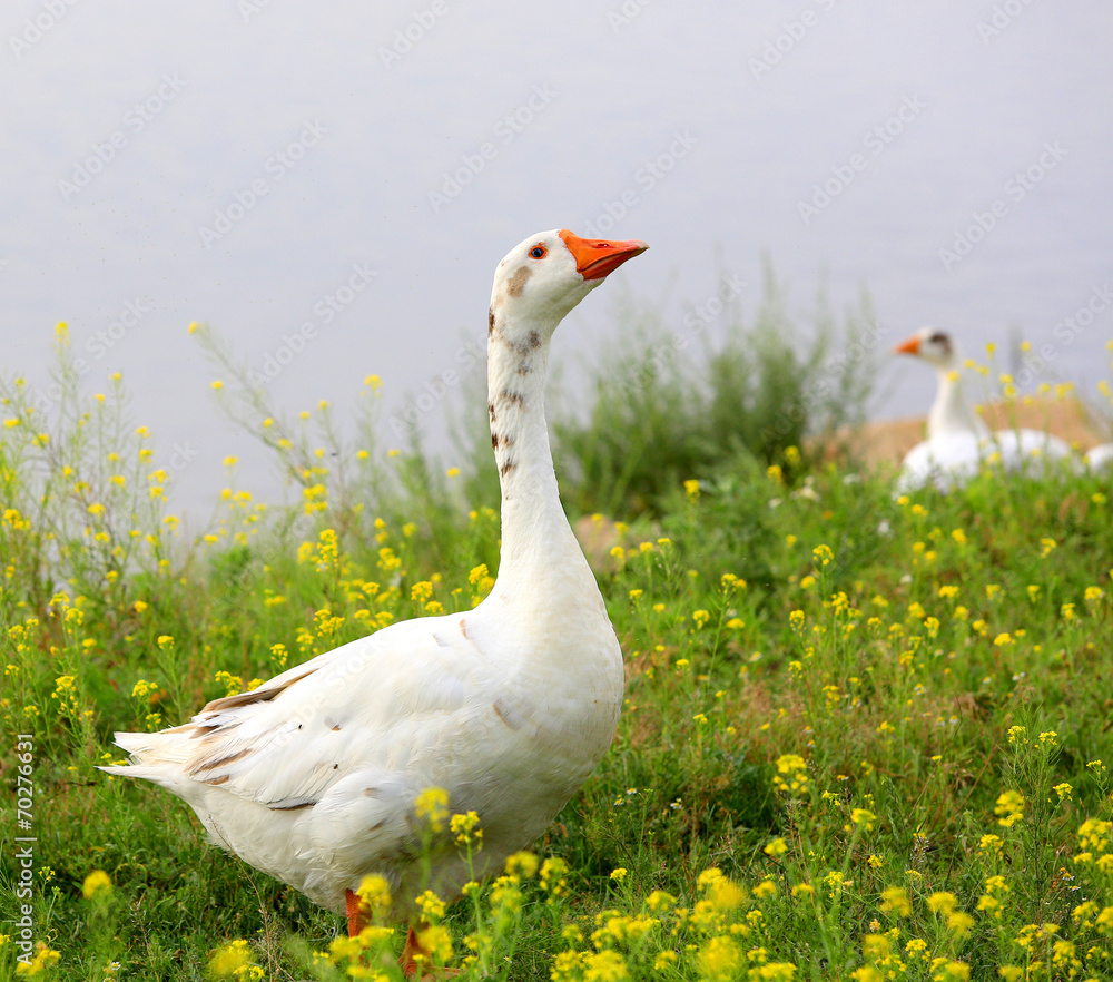Obraz premium Goose on meadow