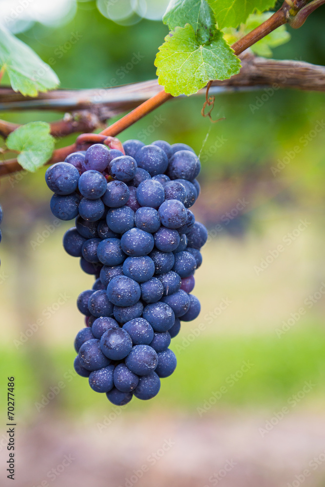 Closeup to Vineyard Grapes