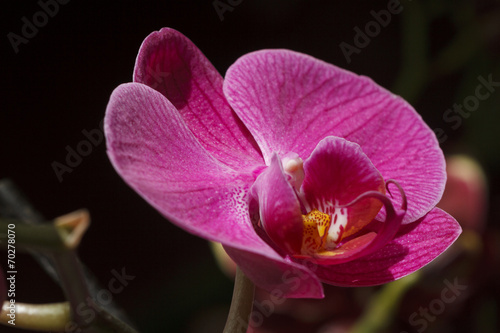 Fototapeta Naklejka Na Ścianę i Meble -  Orchid